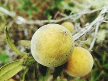 Close-up of fruit