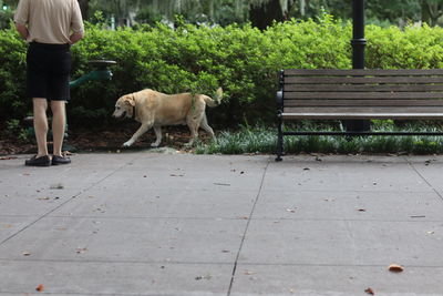 Low section of person with dog on footpath