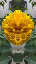 Close-up of yellow flowering plant