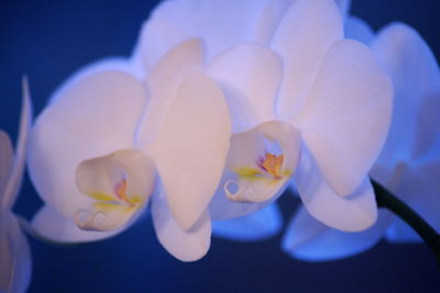 Close-up of white orchid blooming outdoors