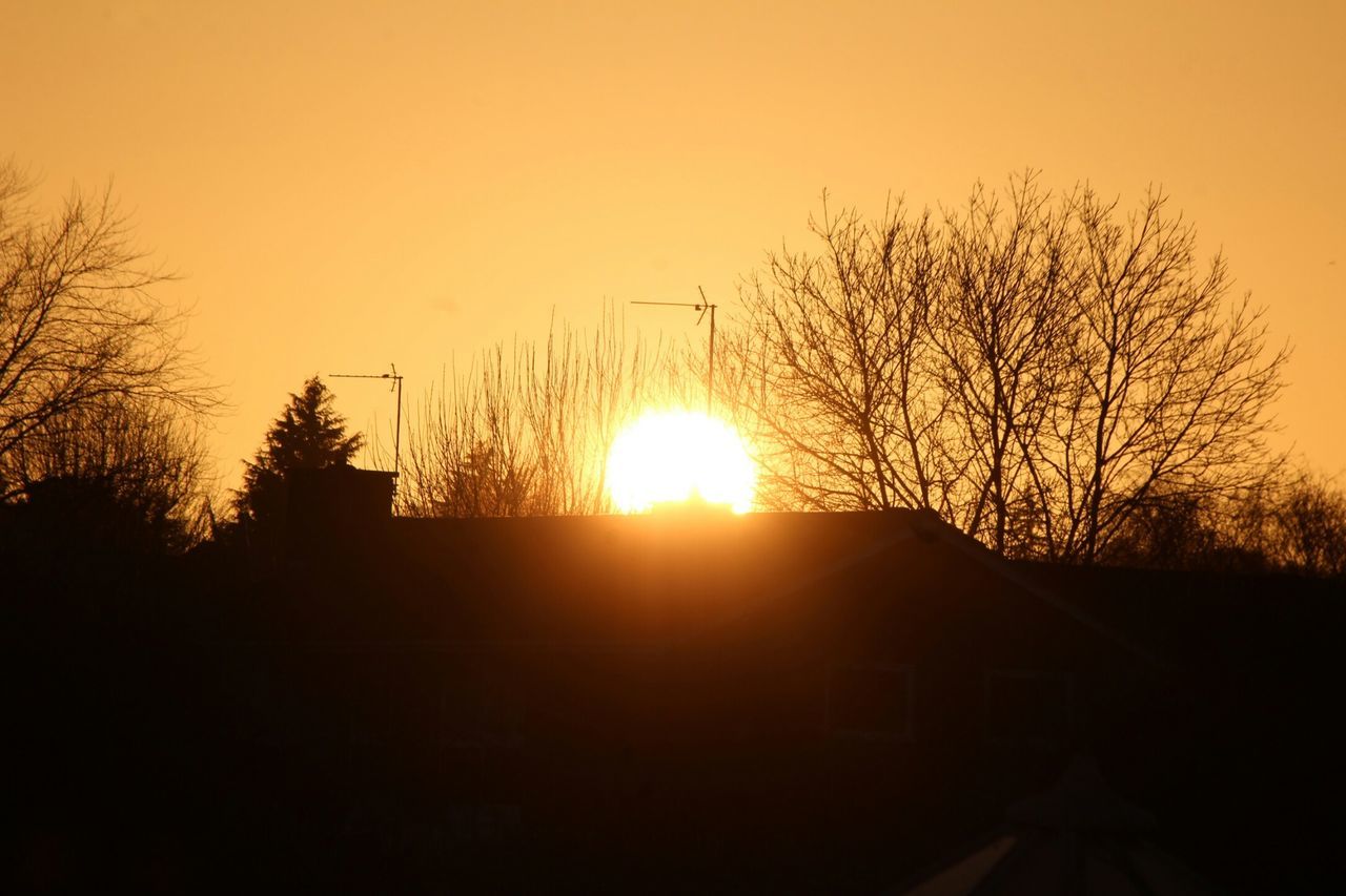 SILHOUETTE OF TREES DURING SUNSET