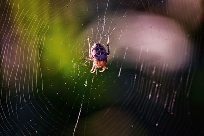 Close-up of spider and web against blurred background