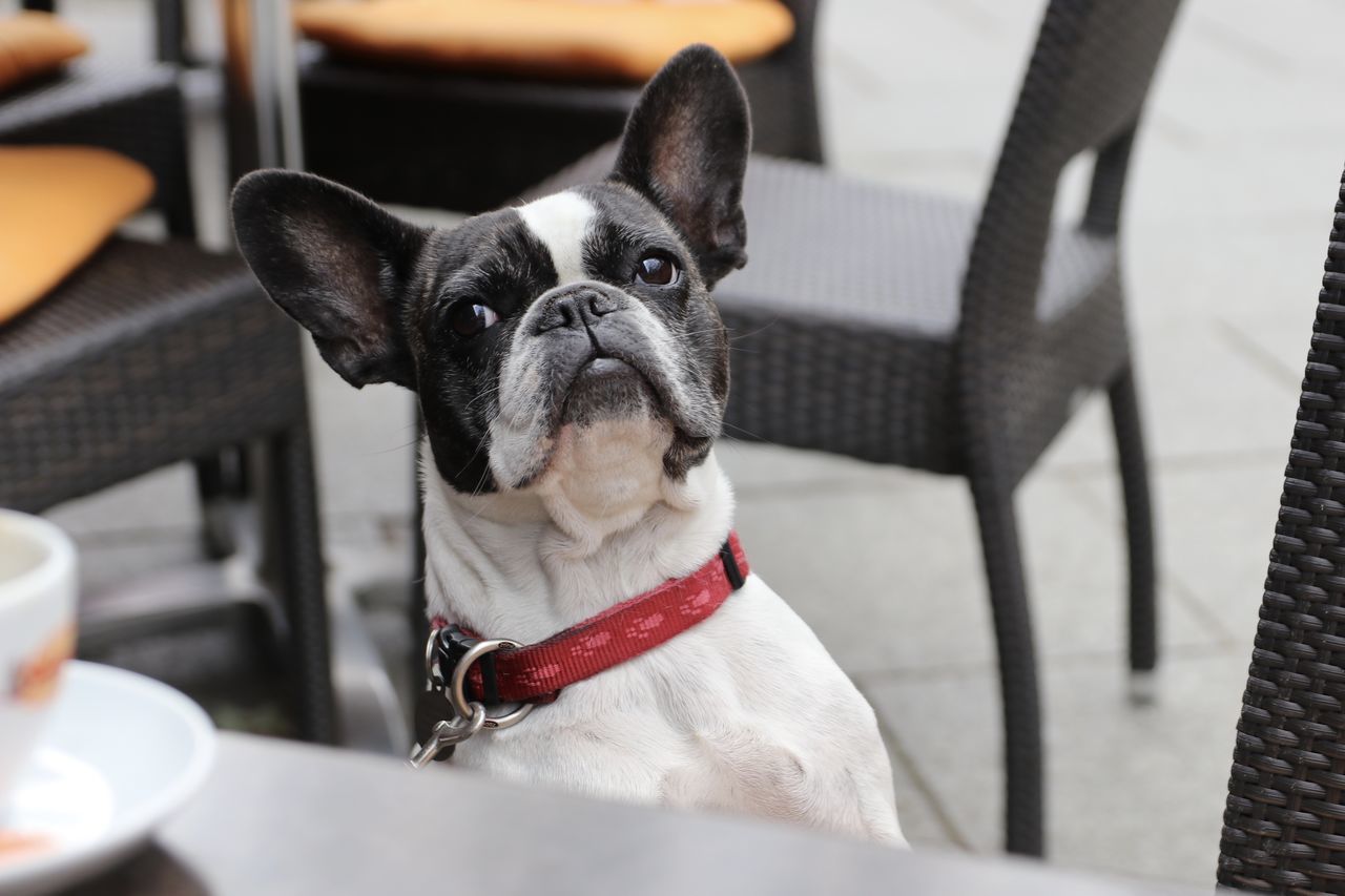 Dog looking at table