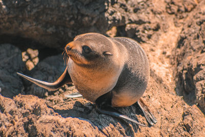 High angle view of sea lion