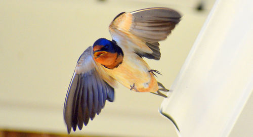 Close-up of bird flying