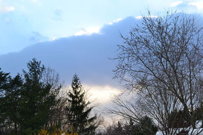 Low angle view of trees against sky