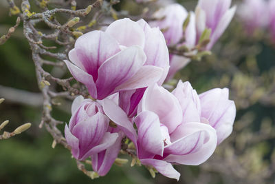 Close-up of pink rose flower