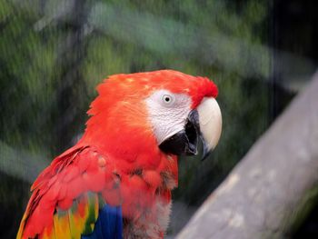 Close-up of red macaw parrot with mouth open 