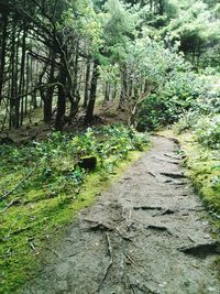 Narrow walkway in forest