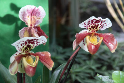 Close-up of pink flower