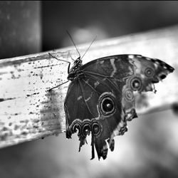 Close-up of butterfly