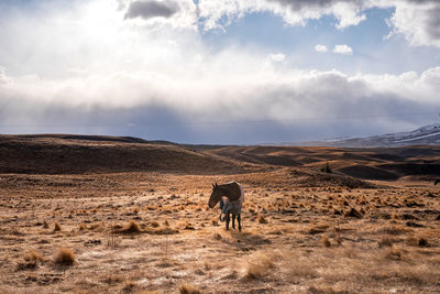 Beautiful view along the godley peaks road to the mt john astronomical observatory, new zealand.