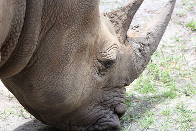 Close-up of white rhinoceros