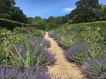 Plants growing on field against sky