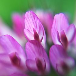 Close-up of pink crocus flower