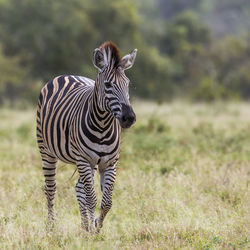 Zebras standing in a field