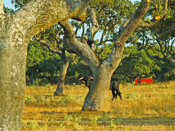 Bull behind tree