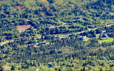 Tilt-shift image of trees on field