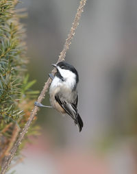 Close-up of bird perching on branch