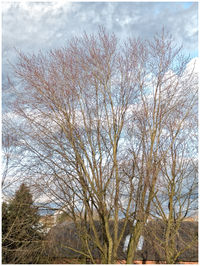 Bare trees against cloudy sky