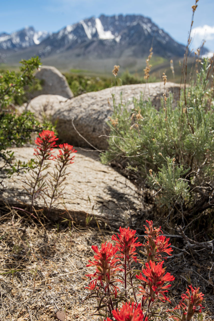 FLOWERS GROWING ON LAND AGAINST MOUNTAIN