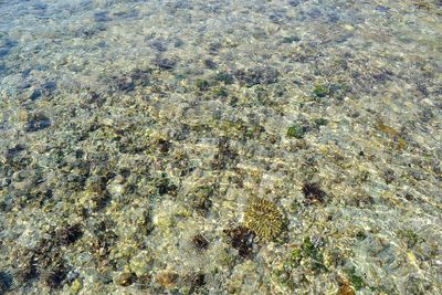 High angle view of crab on beach