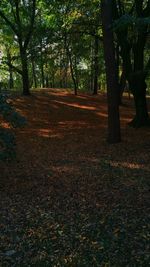 Trees growing in forest during autumn