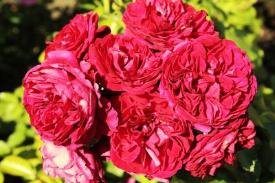 Close-up of pink rose flowers