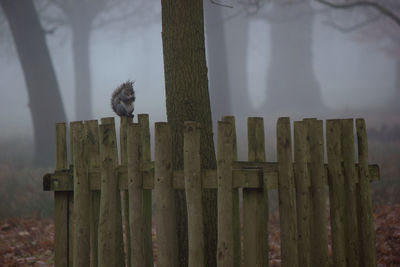 Squirrel sitting on fence 