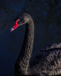 Close-up of a black  swan swimming in lake