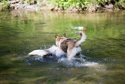 Dog swimming in lake