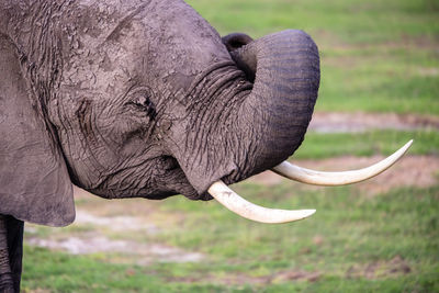 Close-up of elephant on field