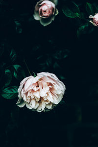 Close-up of rose against blurred background