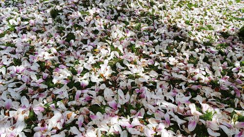 Full frame shot of fallen flowers on grass in park