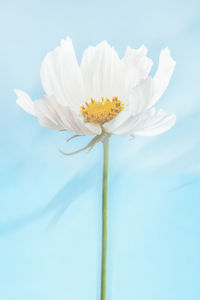 Close-up of white lotus flower against sky