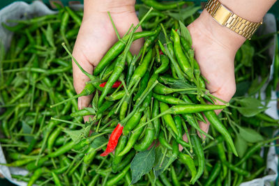 Cropped hand of woman holding plant