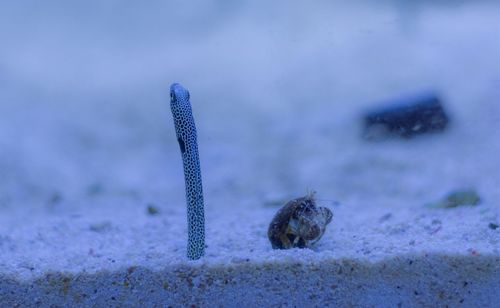 Close-up of crab on rock