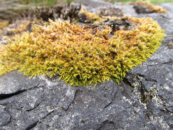 Close-up of lichen on rock