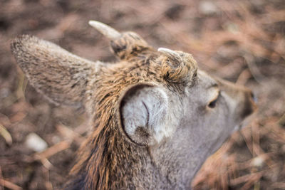 Close-up of an animal
