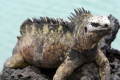 Close-up of lizard on rock