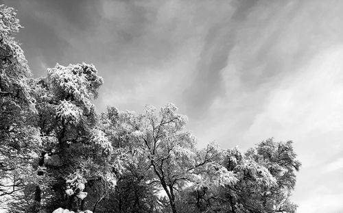 Low angle view of tree against sky