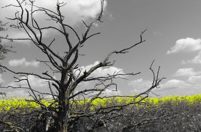 Bare trees on field against cloudy sky
