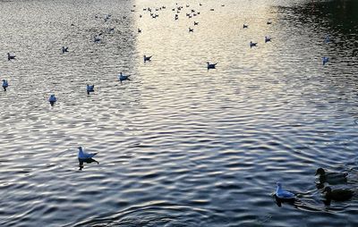 High angle view of swans swimming in lake