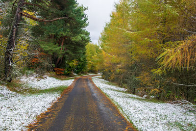 Road amidst trees in forest