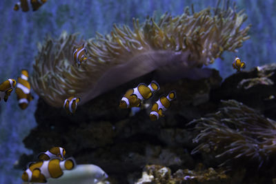 Close-up of fish swimming in aquarium