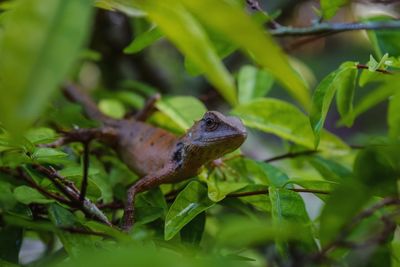 Close-up of lizard on plant