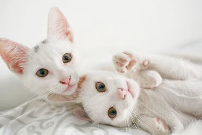 Portrait of white cat