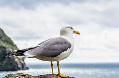 Seagull perching on railing against cloudy sky