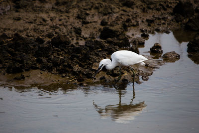 White ducks in lake