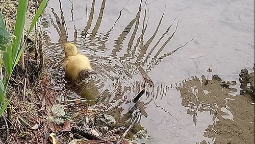 High angle view of birds swimming in lake